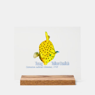 Young Yellow Boxfish