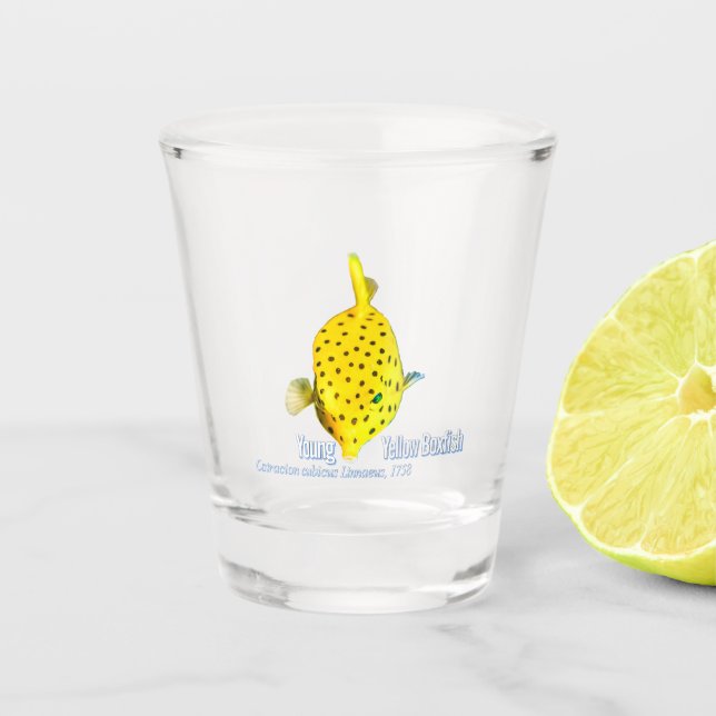 Young Yellow Boxfish Shot Glass (Front)