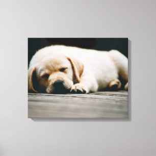 Young Yellow Labrador Puppy Sleeps Soundly Canvas Print
