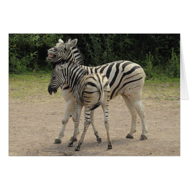 Young Zebra and Mother Playing (Front Horizontal)