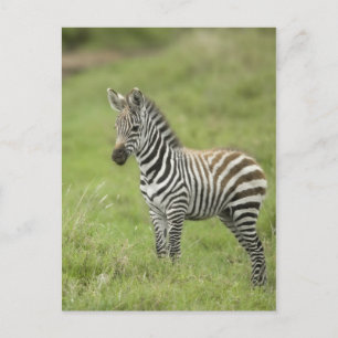 Young Zebra In The Serengeti Plain Postcard