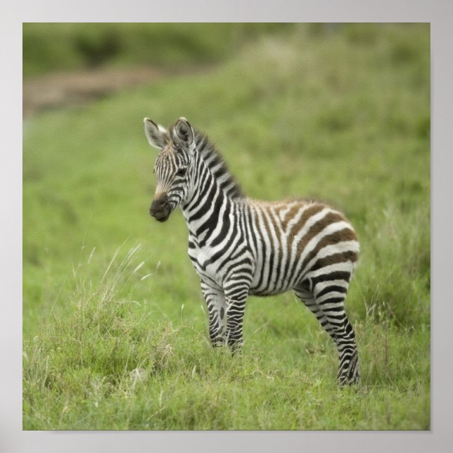 Young Zebra In The Serengeti Plain Poster (Front)