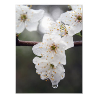 Your Custom 12" x 16" Photo Enlargement Print