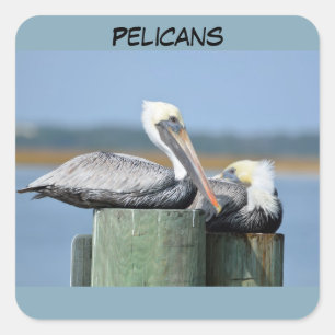 Your Custom Square Stickers Pelicans
