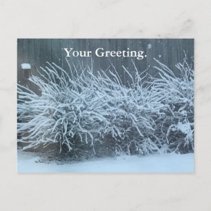 Your Greeting Snow Covered Wisteria Postcards