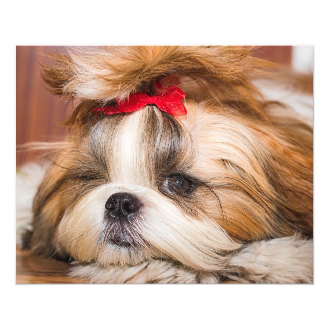 Your pet dog puppy custom photo (Front)