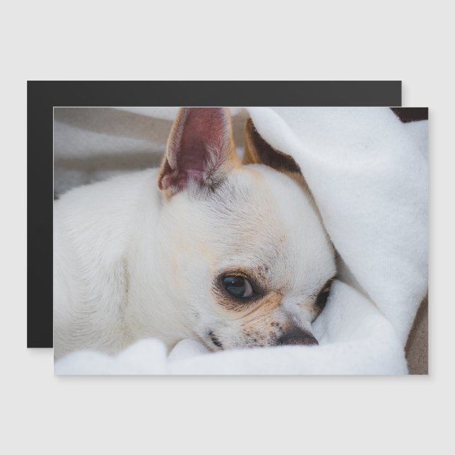 Your pet dog puppy custom photo chihuahua (Front/Back)