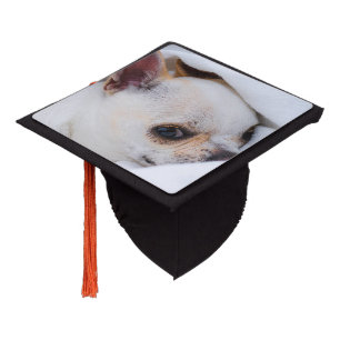 Your pet dog puppy custom photo chihuahua graduation cap topper