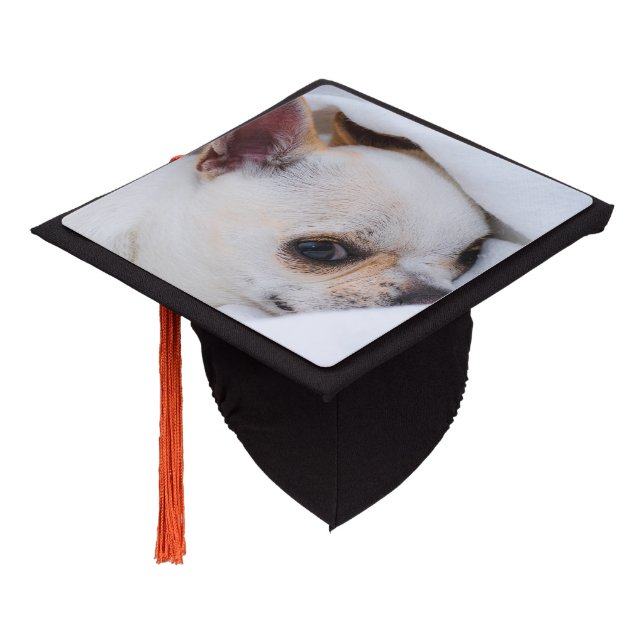 Your pet dog puppy custom photo chihuahua graduation cap topper (Angled)
