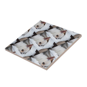 Your pet dog puppy custom photo chihuahua pattern tile