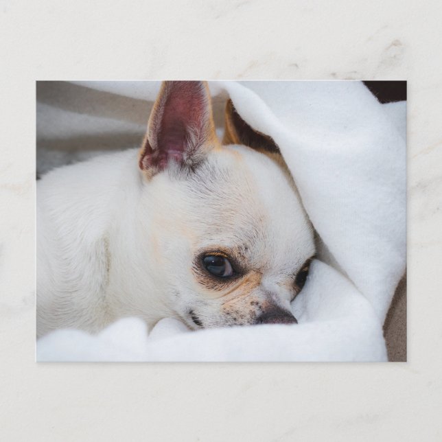 Your pet dog puppy custom photo chihuahua postcard (Front)