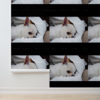 Your pet dog puppy custom photo chihuahua