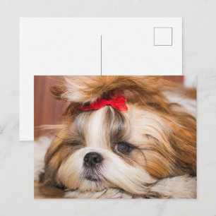 Your pet dog puppy custom photo postcard