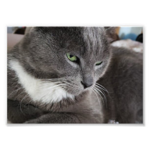 Your pet Photo Enlargement