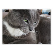 Your pet Photo Enlargement