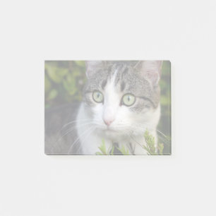 Your Pet Photo Gift Personalized Post It Notes Cat