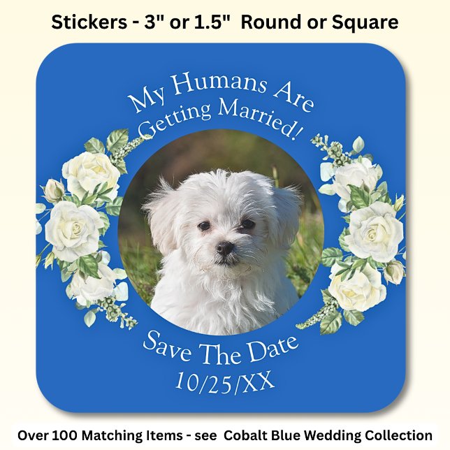 Your Pet Photo, Save The Date, Cobalt Blue & White Square Sticker (Creator Uploaded)