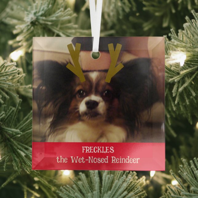 Your Pet the Wet Nosed Reindeer Pet Photo Glass Ornament (Insitu)