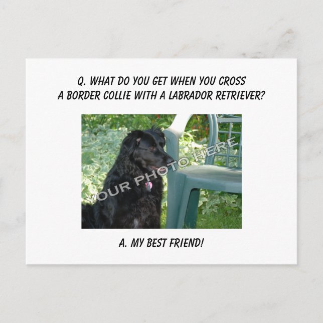 Your Photo Here! My Best Friend Border Collie Mix Postcard (Front)