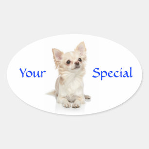 Your Special Haired Chihuahua Sticker