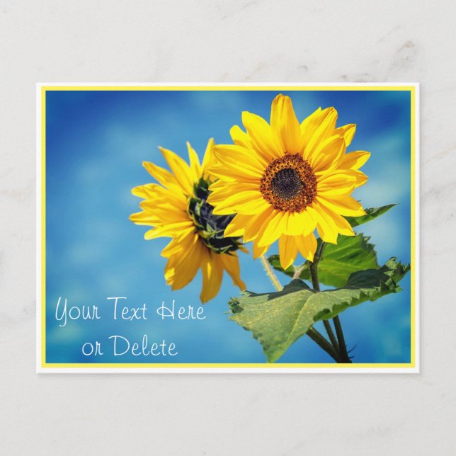 Your Text/Colour Yellow Sunflowers & Blue Skies Postcard (Front)