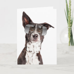 You're a Cool Cat Friendship Card