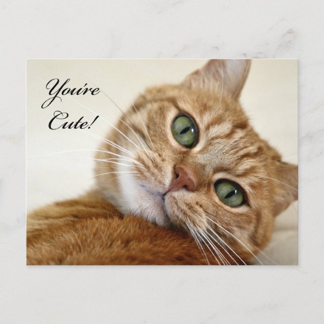 You're Cute! Postcard (Front)