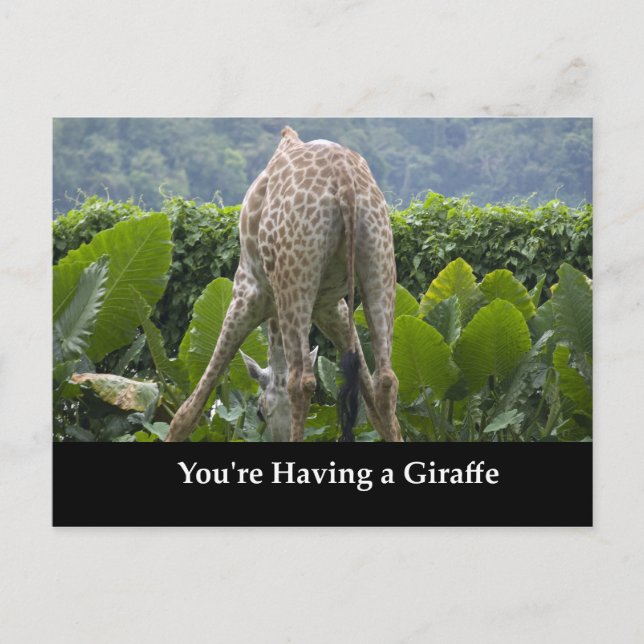 You're Having A Giraffe! Postcard (Front)