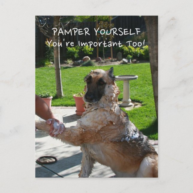You're Important Too German Shepherd Postcard (Front)