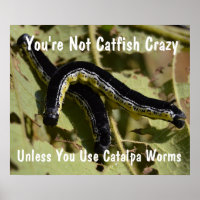 You're Not Catfish Crazy Catalpa Worms