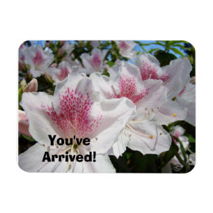 You've Arrived magnets Pink White Azalea Flowers