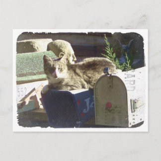 You've Got Mail Postcard