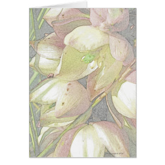 Yucca Blooms in Coloured Pencil