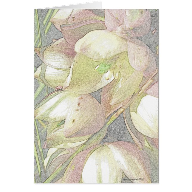 Yucca Blooms in Coloured Pencil (Front)