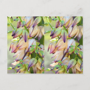 yucca flowers postcard