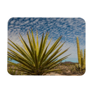 Yucca In The Desert, Mexico Magnet