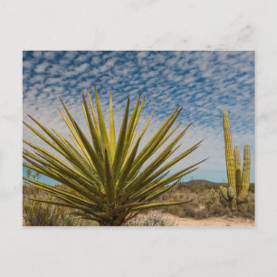 Yucca In The Desert, Mexico Postcard