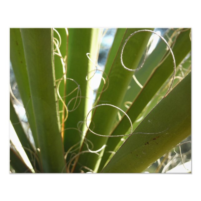 Yucca Leaves Green Nature Photography Photo Print (Front)