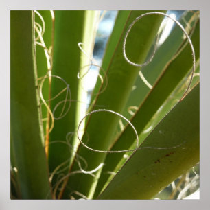 Yucca Leaves Green Nature Photography Poster