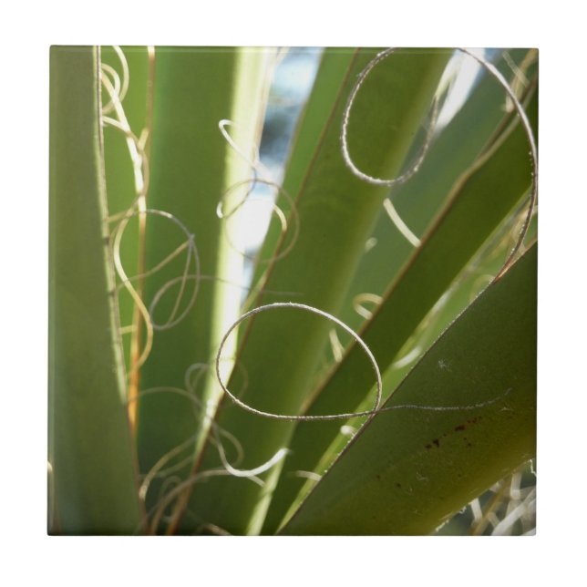Yucca Leaves Green Nature Photography Tile (Front)