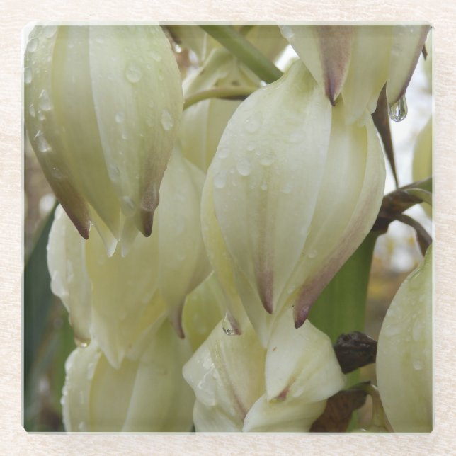 Yucca Plant  Glass Coaster (Front)