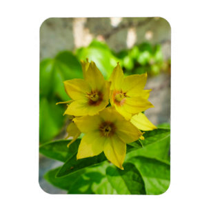 Yucca Plant Magnet