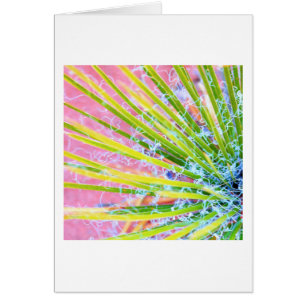 Yucca psychédélique