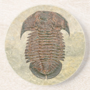 Yuepingia Fossil Trilobite Coaster