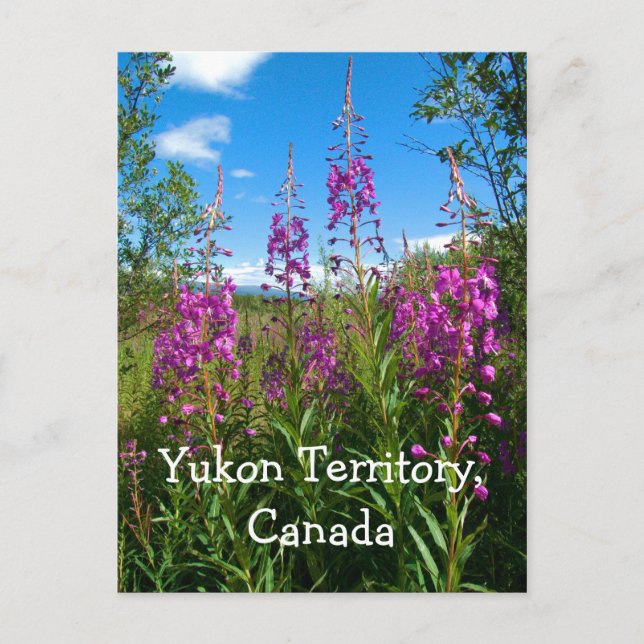 Yukon Fireweed Postcard (Front)