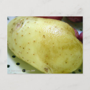 Yukon Gold potato Postcard