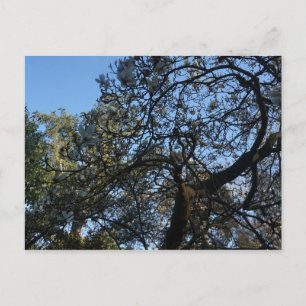 Yulan Magnolia #3 Postcard