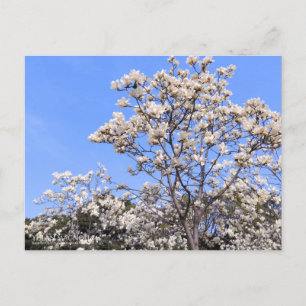 Yulan Magnolia:Postcard Postcard