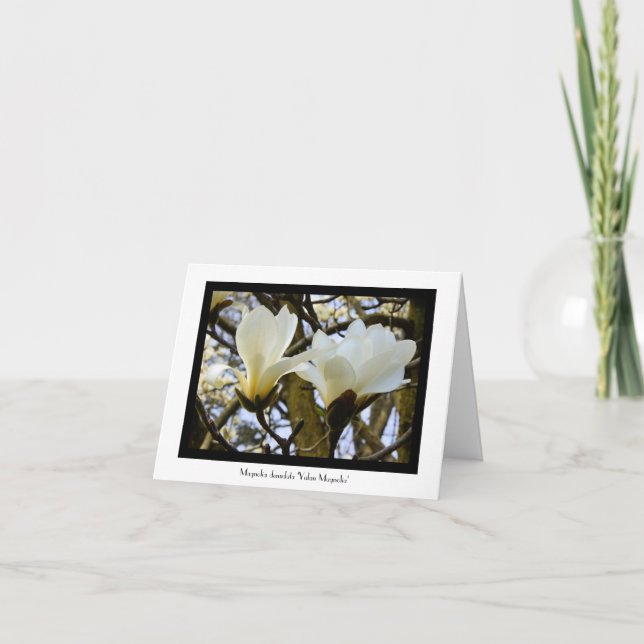 Yulan Magnolia Stationary Greeting Note Card (Front)