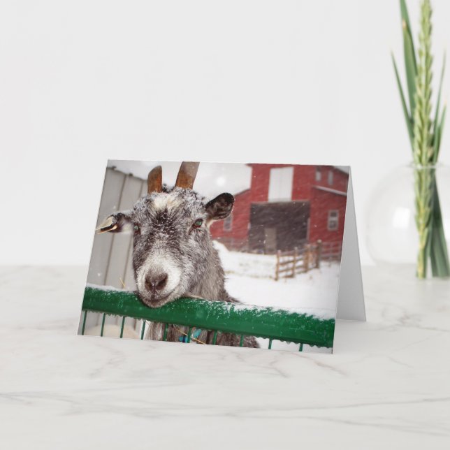 Yule Goat Holiday Card (Front)